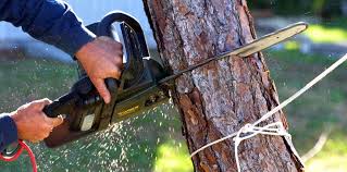 Trusted Wadsworth, IL Tree Services Experts