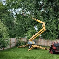 How Our Tree Care Process Works  in  Wadsworth, IL