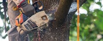 Best Hazardous Tree Removal  in Wadsworth, IL