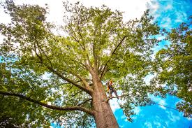 Best Tree Cabling and Bracing  in Wadsworth, IL