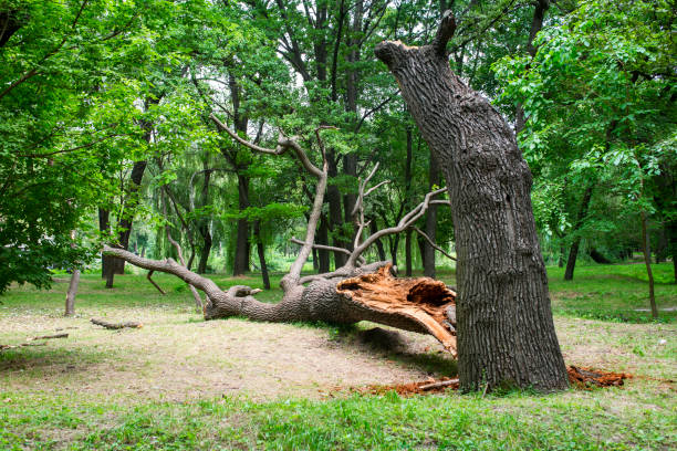 Best Storm Damage Tree Cleanup  in Wadsworth, IL