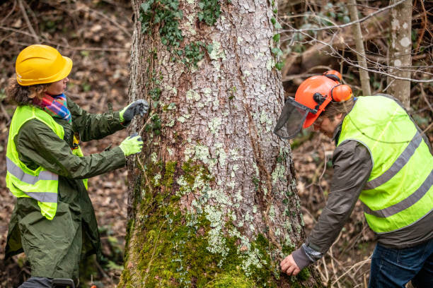 Best Emergency Tree Removal  in Wadsworth, IL