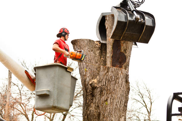 Best Hedge Trimming  in Wadsworth, IL